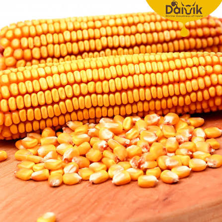 Golden maize corn kernels for wholesale trading