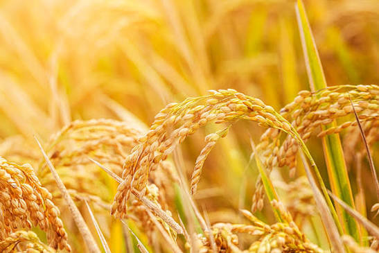 Agricultural crop imagery representing paddy and rice trading